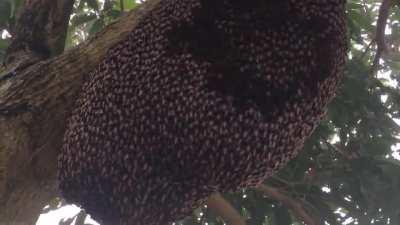 🔥 Honeybees exhibiting the defensive 'shimmering' behaviour to ward off wasps