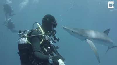 Diver gets kisses from a Blue Shark.