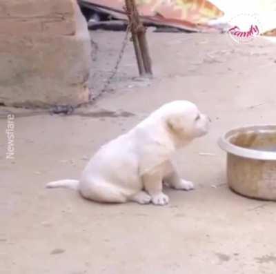 Puppy trying to talk to a chicken