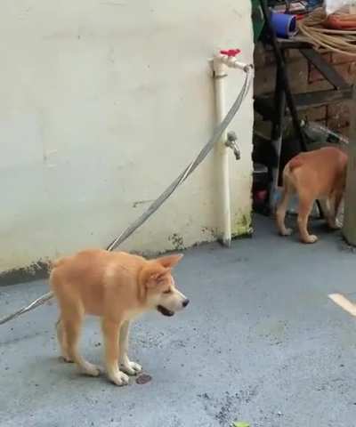 Blursed_doggos