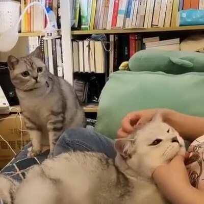 Cat watches as the mantle of the favorite child passes to another