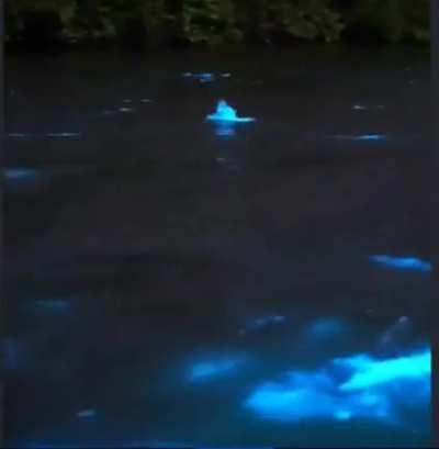 Mullets creating bioluminescent glow trails