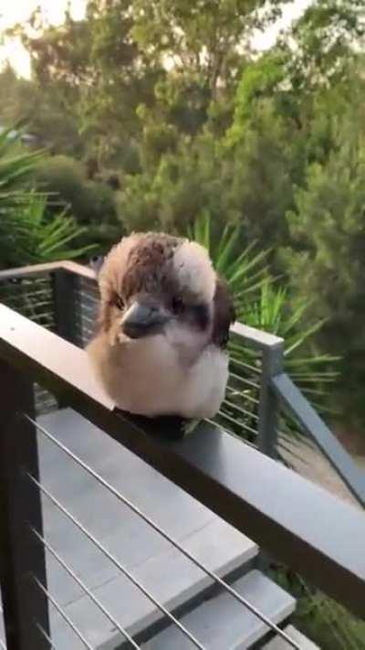 Happy Baby Kookaburra On Camera