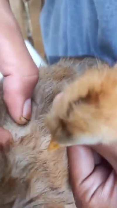 Chick helps to get fleas off its big brother.