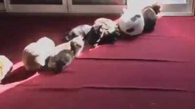 Time lapse of cats following the sun