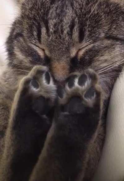 Solar eclipse beans