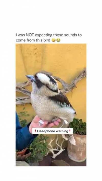 This is what a Kookaburra bird sounds like