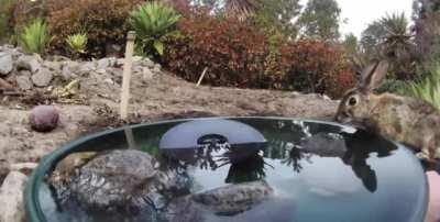 Variety of wild animals visiting water fountain