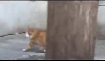 @CurlyThriller video #445961