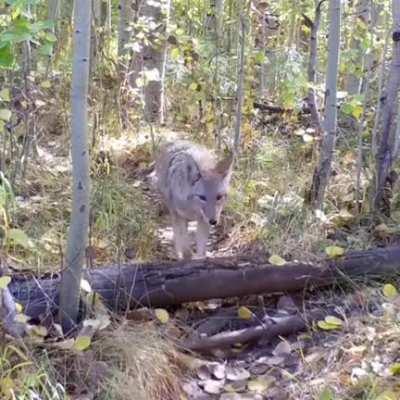 Coyotes and badgers often like to go hunting together : the badger flushing a prey out of burrows and the coyote blocking the exits