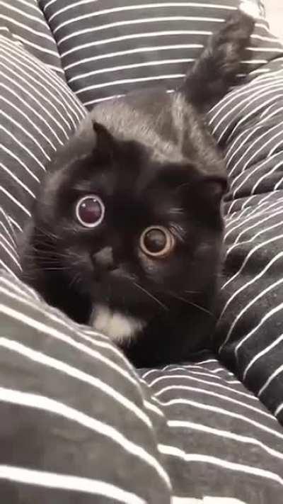 Cute little hypno eyes