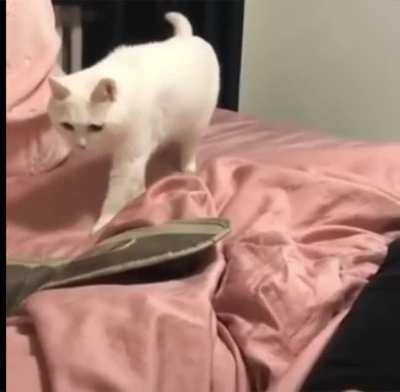 [116/?] Cat Reacts To Beatboxing Owner (Michael Jackson, Cat feeling the bass)