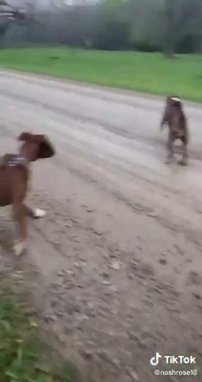 This dog got zapped by an electric fence, causes a donkey to burst into laughter