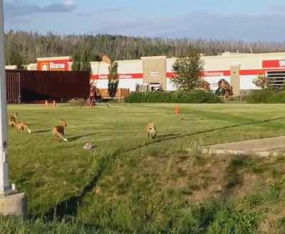 Playful foxes by my house today!