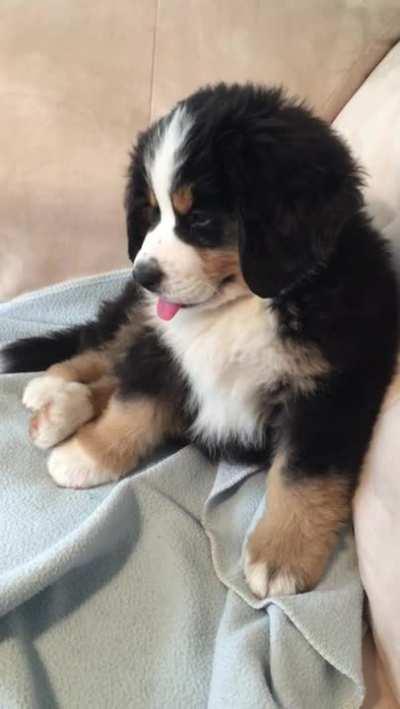 This is a Bernese Mountain Dog puppy and they literally look like a stuff toy