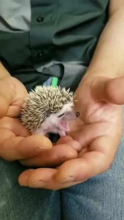 Just a baby hedgehog yawning that's all