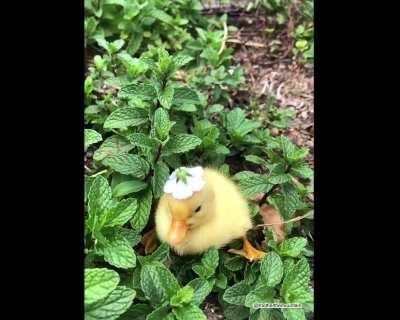 If you are still feeling sad here is THAT duck with a blue flower 🧡🧡🧡