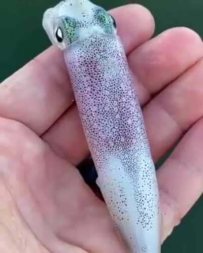 Just beneath the surface of a squid’s skin are thousands of color-changing cells called chromatophores. Here they are in action.