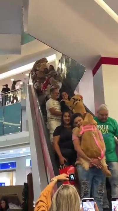 Someone had the brilliant idea of making a golden retriever meeting in Brazil