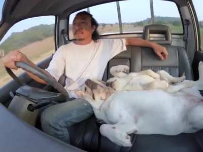 This video will make your day better. Pure love between animal and man