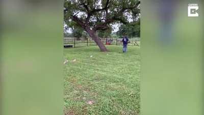 man dances in a parade with kittens