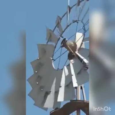 Bird nest goes spin