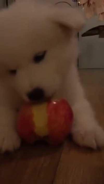 A cute samoyed puppy eating an apple