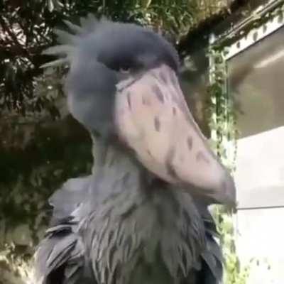 🔥 The Shoebill Stork, native to East Africa, is seen as one of the most terrifying birds on the planet.