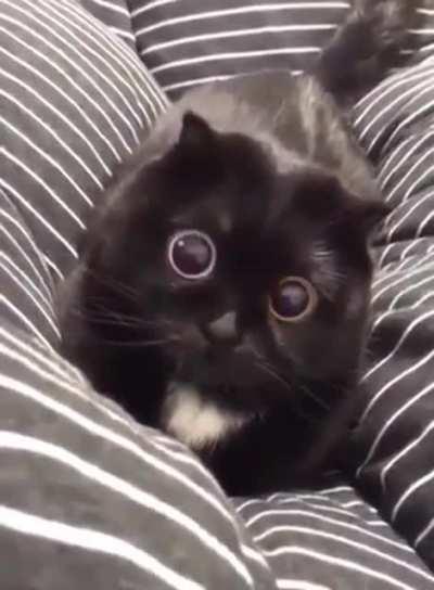 The way this cat's pupils dilate