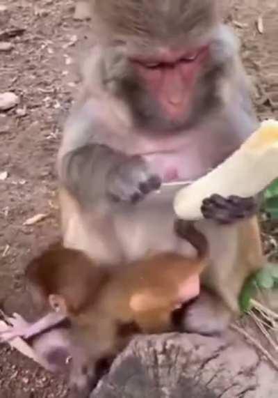 Even Monkeys do not eat the banana strings.