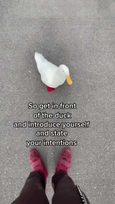 How to pick up a duck