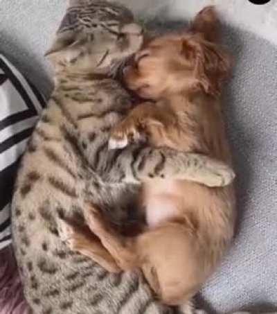 This mother cat treats this pup like her own