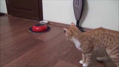 Kitten fights with cleaning robot