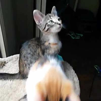 One of my favorite videos of my cats as kittens