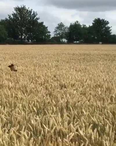 field zoomies