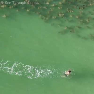 🔥 Large group of rays heading towards a guy swimming back to shore