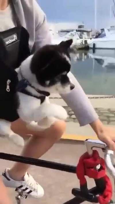 Dog pedals the Air on his First Bike Ride