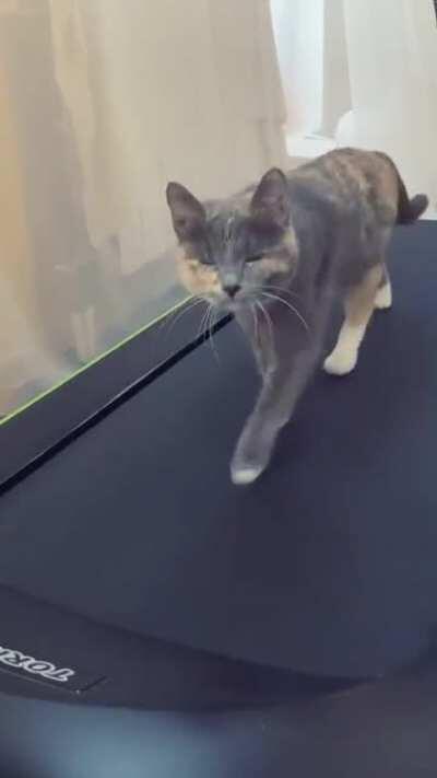 This Kitty From Russia Loves The Treadmill