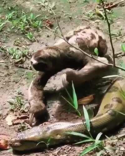 Sloth crawls over anaconda