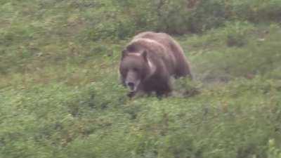 Grizzly Bear running hundreds of feet in less than 20 seconds.