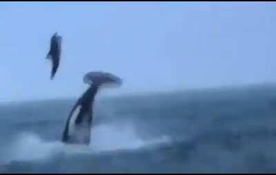 An orca ramming its prey to stun it