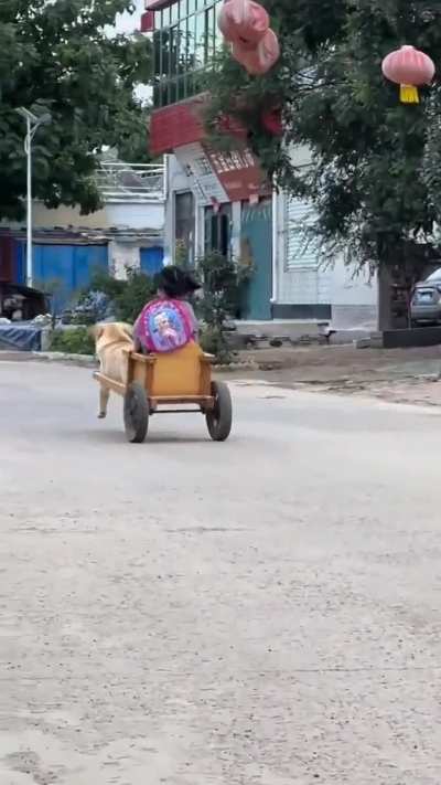 Dog is so happy picking her up from school