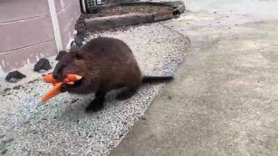 A beaver carefully bringing home carrots for dinner