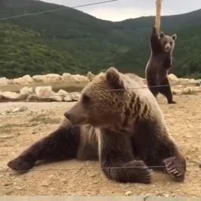 🔥 This Pole Dancing Bear and its nonchalant mate