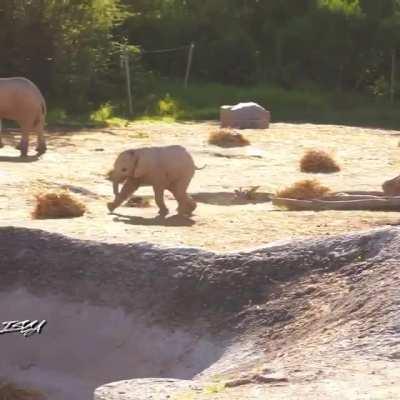 Just the happiest little elephant running about!