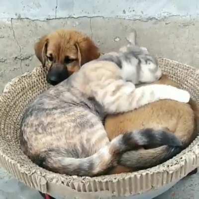 A cat and dog snuggling while sharing a bed together