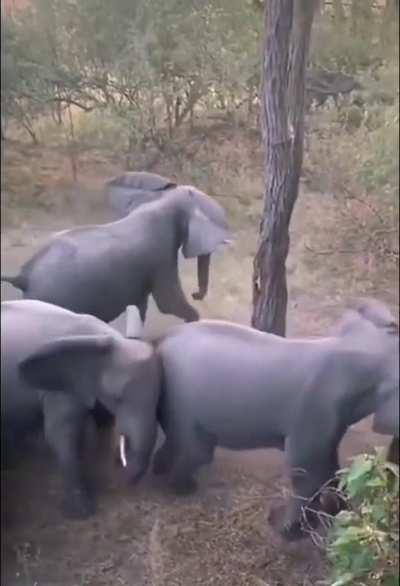 Elephants assume defensive formation to protect the young as two warthogs appear.