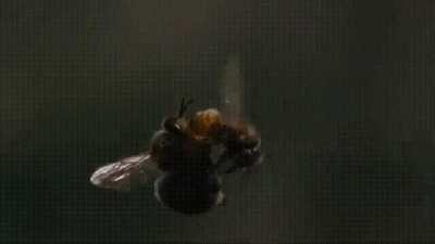 Male bee dies after ejaculation while mating with a queen bee