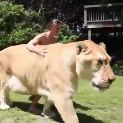 A Liger which is a cross between a lion and a tigress