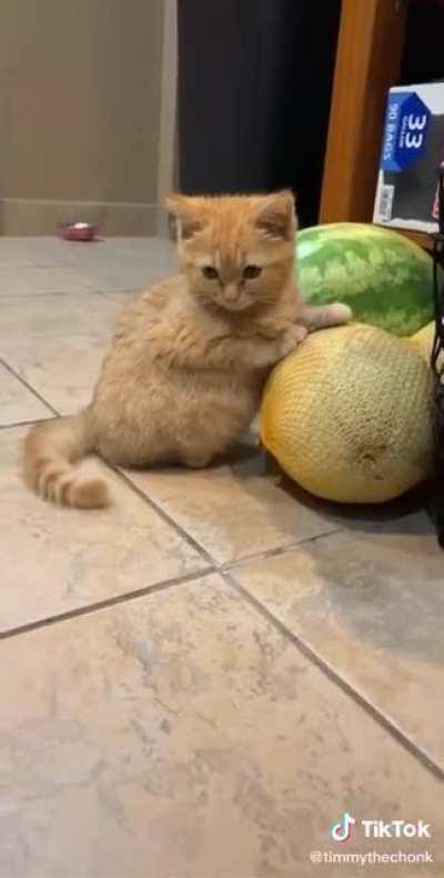 Timmy the chonk and his cantaloupe.